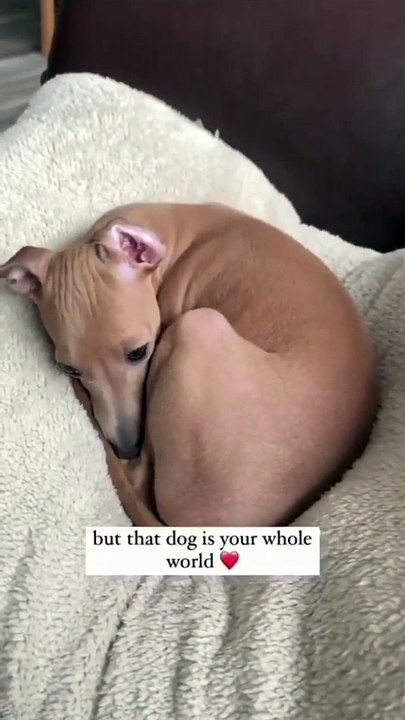It's just a dog