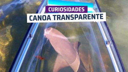 [CH] Canoa transparente y ataque de tiburón
