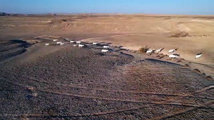 תיעוד עדר ראמים שנולדו בטבע בשמורת נחלים גדולים נחל ציחור
