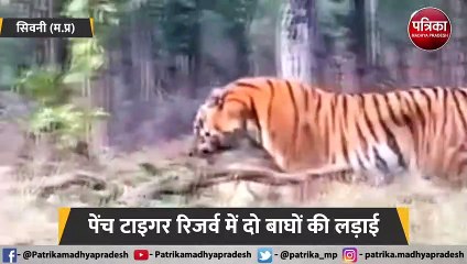 पेंच टाइगर रिजर्व में दो बाघों की लड़ाई