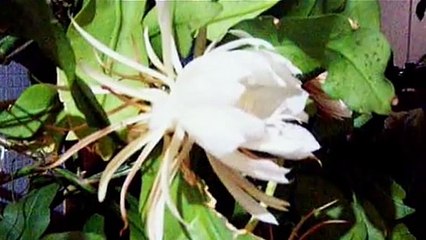 Dạ Quỳnh Hương-(Phạm Anh Dũng)