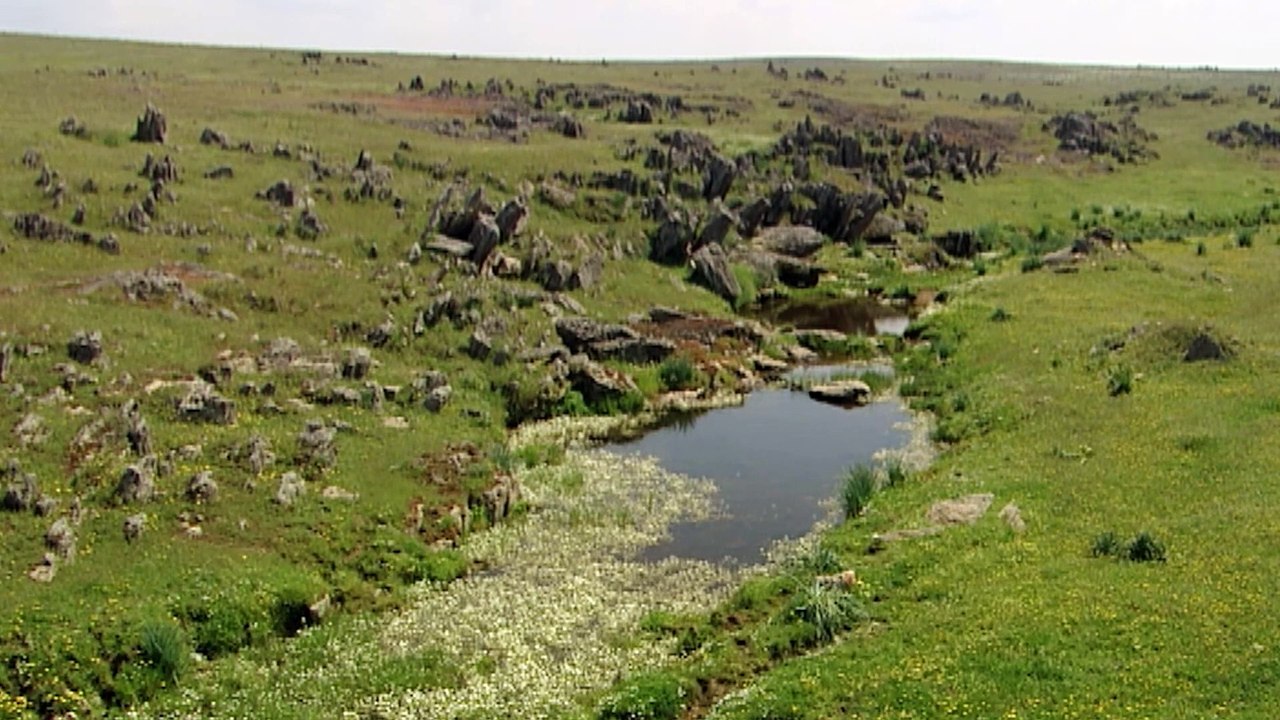 La ninfa de libélula, el 'terror' de las charcas