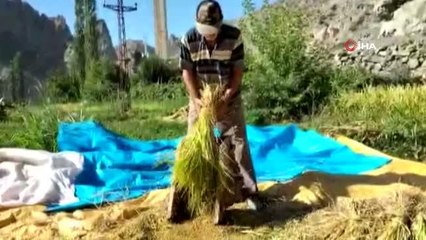 Sular altında kalacak köyde son çeltik hasadı türkülerle başladı