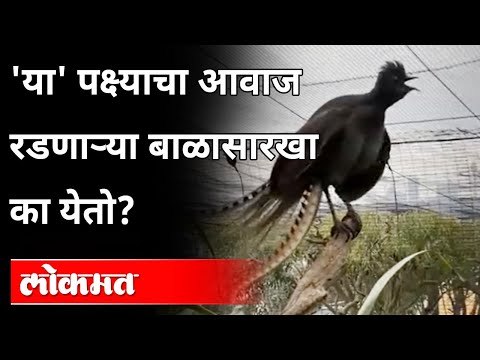 रडणाऱ्या बाळाची नक्कल करणारा पक्षी | Lyrebird sounds | Viral Video | Bird Copies Baby Crying Sound