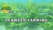Seaweed Farming