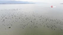 Binlerce kuşa ev sahipliği yapan Uluabat Gölü'nde tehlike çanları çalıyor