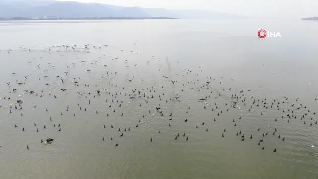 Binlerce kuşa ev sahipliği yapan Uluabat Gölü'nde tehlike çanları çalıyor