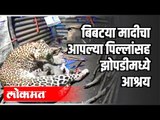 बिबट्या मादीने घेतला एका झोपडीचा आश्रय | Leopard Recsue | Igatpuri | Nashik | Maharashtra News