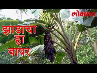 केळीच्या झाडाचा हा वापर तुम्हाला माहीतच नसणार | Lokmat Marathi News