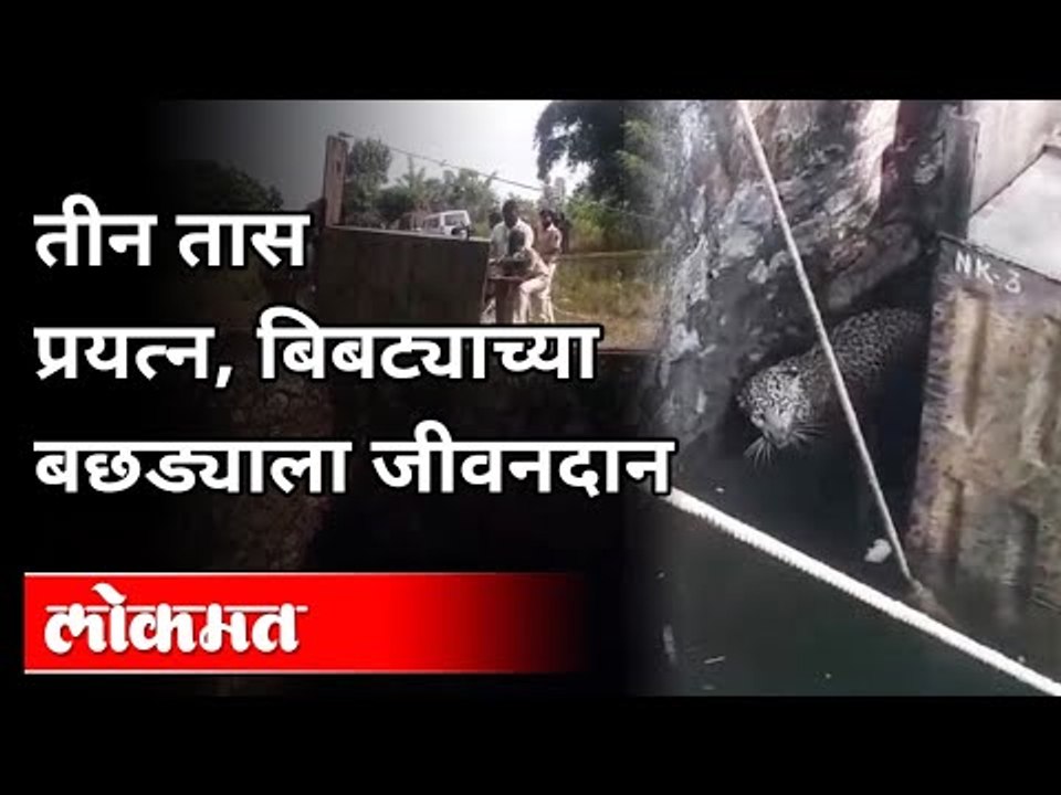 बिबट्याच्या बछड्याला कसे मिळाले 'जीवनदान'? Leopard Kitten Got A Life Saving Gift | Nashik News