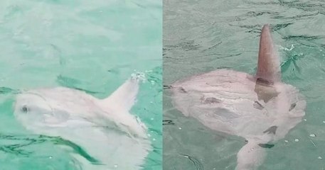 Un poisson-lune observé et filmé en baie du Mont-Saint-Michel, un moment unique et rarissime