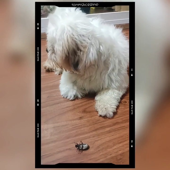 Clarky Vs. Beetle