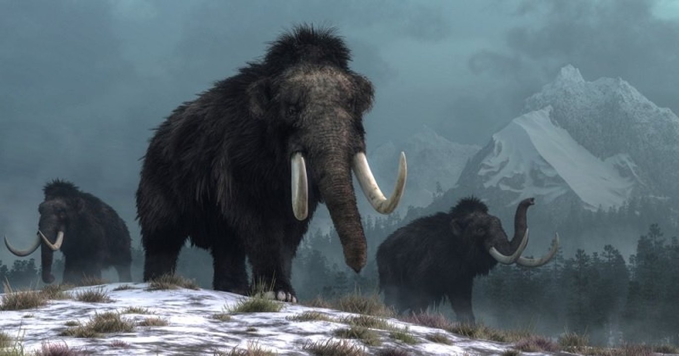 Des scientifiques veulent redonner vie au mammouth laineux pour lutter contre le réchauffement climatique