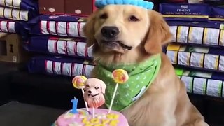 Baby Dogs  Cute and Funny Dog Videos Compilation #1 - 30 Minutes of Funny Puppy Videos 2021