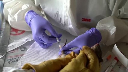 La clave de la covid, en los murciélagos de Camboya