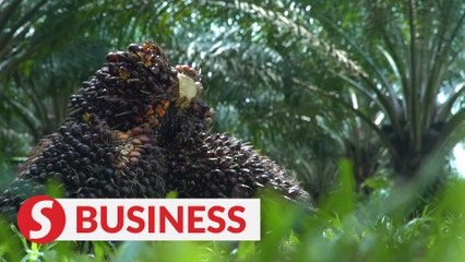 Revision for CPO tax unlikely