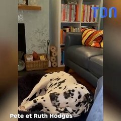 Ce dalmatien fait une crise de colère quand on lui dit qu'il est l'heure du coucher