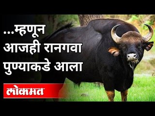 आजही रानगवा पुण्याकडे का आला? Sachin Punekar On Raangava | Raangava In Pune | Bison | Lokmat