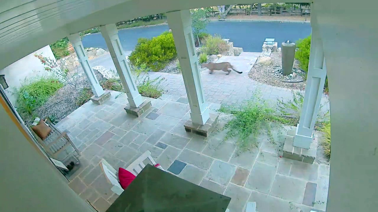 Hidden Mountain Lion Watches Runner