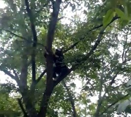 Elazığ'da gülümseten ceviz silkeleme anlatımı