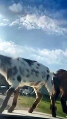Goat Herd Keeps Car From Leaving