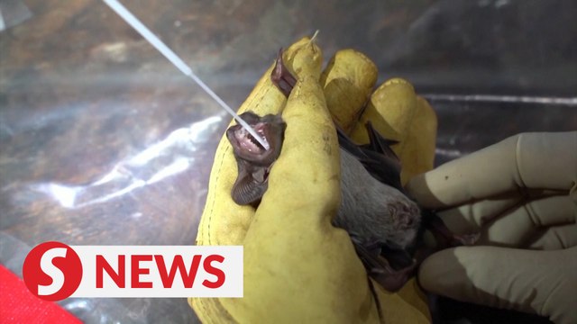 Researchers in Cambodia study bats to track Covid-19 origins