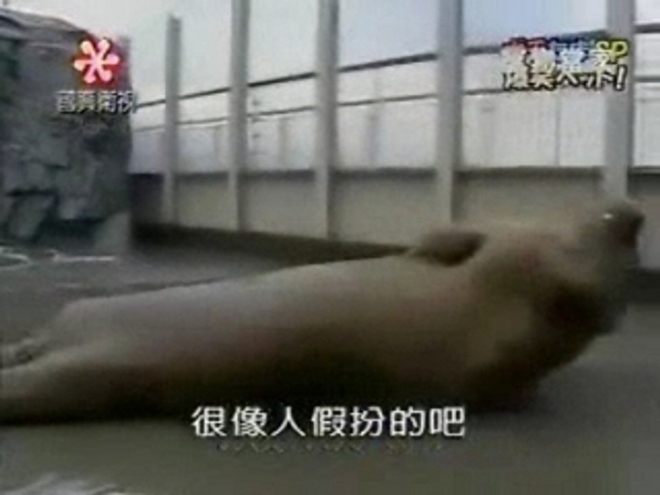 Stallone t'es un petit joueur