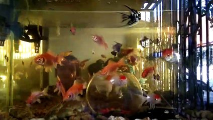 -ang alaga kong isda-