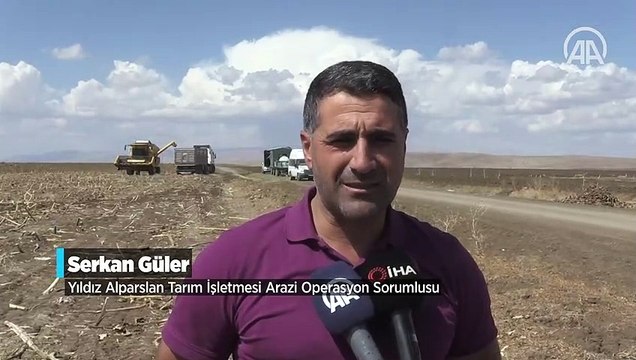 Muş Ovası'nda 28 milyon lira gelir beklenen ayçiçeği hasadına başlandı