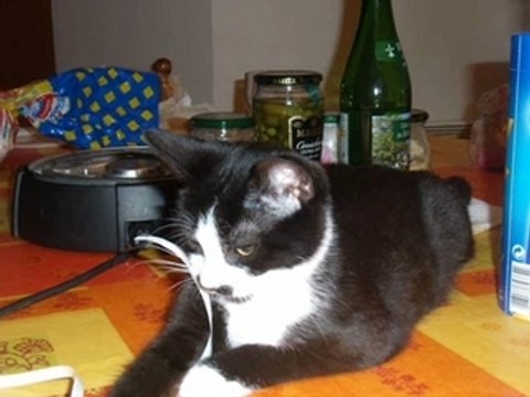 Cachou chat chaton chat miaou cat kotek gato polska92 Nono