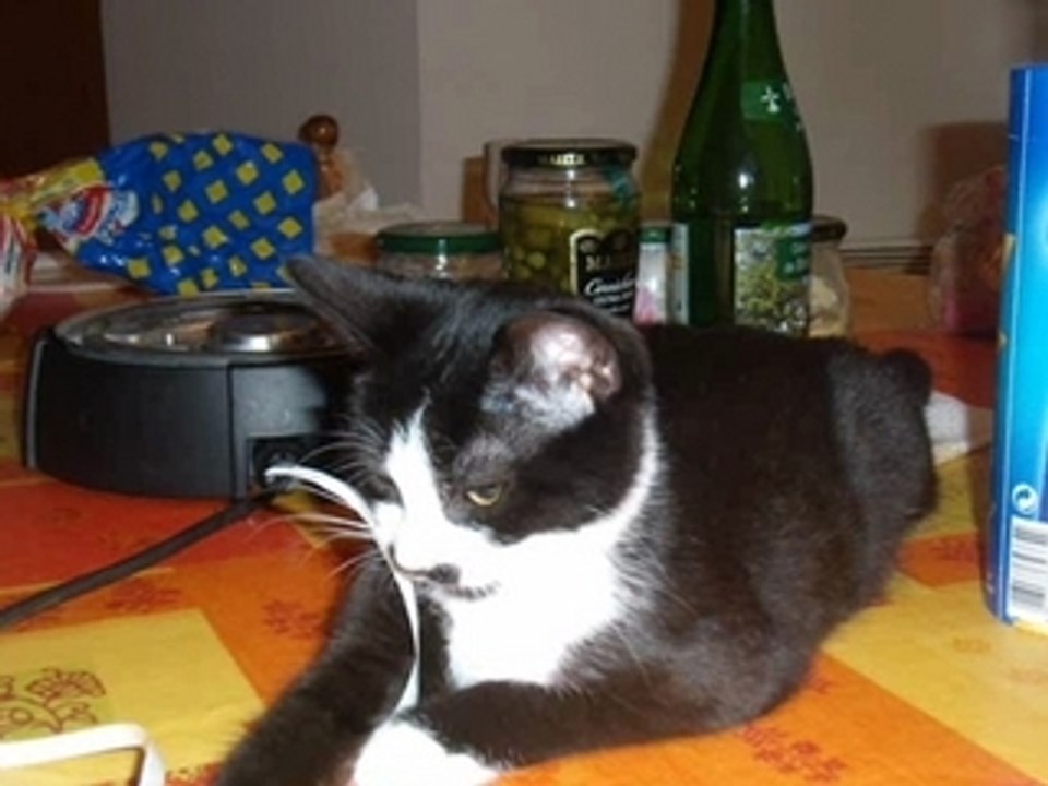 Cachou chat chaton chat miaou cat kotek gato polska92 Nono