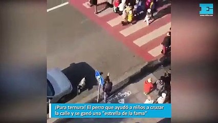 ¡Pura ternura! El perro que ayudó a niños a cruzar la calle y se ganó una "estrella de la fama"