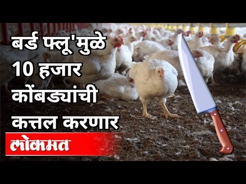 बर्ड फ्लू असलेल्या १ किलोमीटर भागातील पक्षी करणार नष्ट | Bird Flu In Maharashtra | Dhananjay Parkale