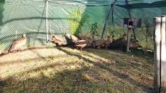 Buitres intoxicados sobreviven gracias a los cuidados en el CRAS de Valladolid