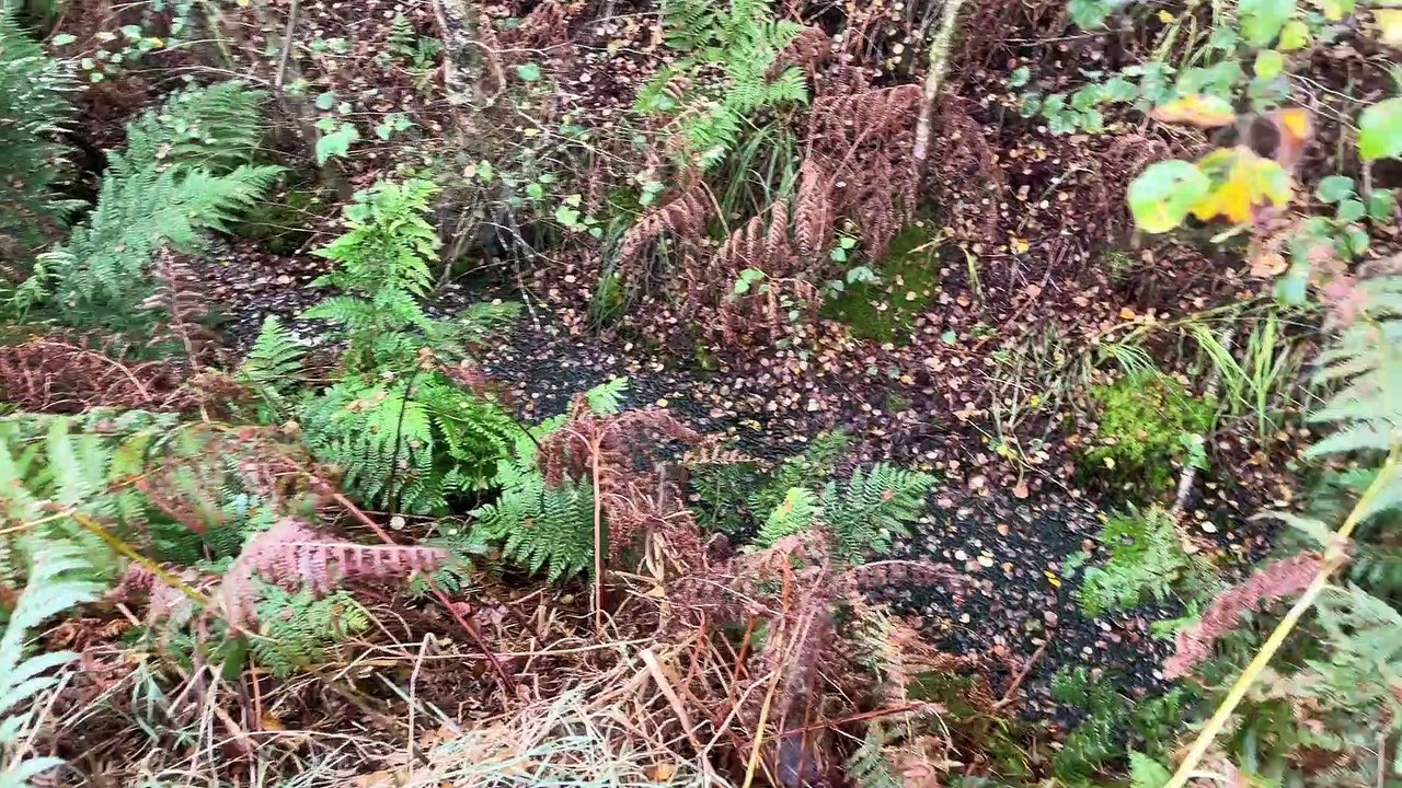 Saving our mosslands for future generations