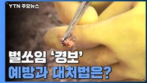 9월 초가을 벌쏘임 '경보'...예방과 대처법은? / YTN