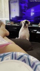 Tired Dog Gets Tiny Bit Judgmental