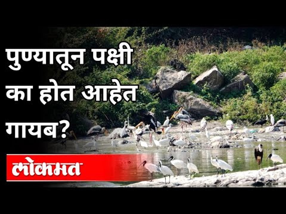 पुण्यातून पक्षी का होत आहेत गायब? Why are birds...