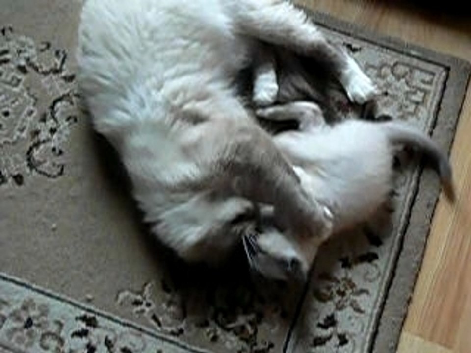 Dusty et Bahia