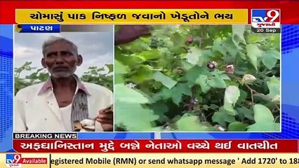 Farmers fear failure of standing monsoon crop due to late rainfall _ Patan _ TV9News