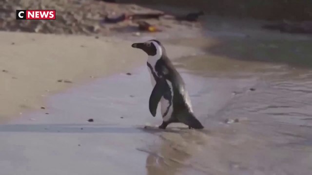 Afrique du Sud : des dizaines de manchots tués par des abeilles