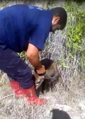 Son dakika haberi... Kuyuya düşen geyiği itfaiye kurtardı