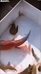 Ce poisson magnifique a une technique d'intimidation incroyable