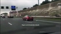 Un pigeon filmé à plus de 100 kmh sur l'autoroute