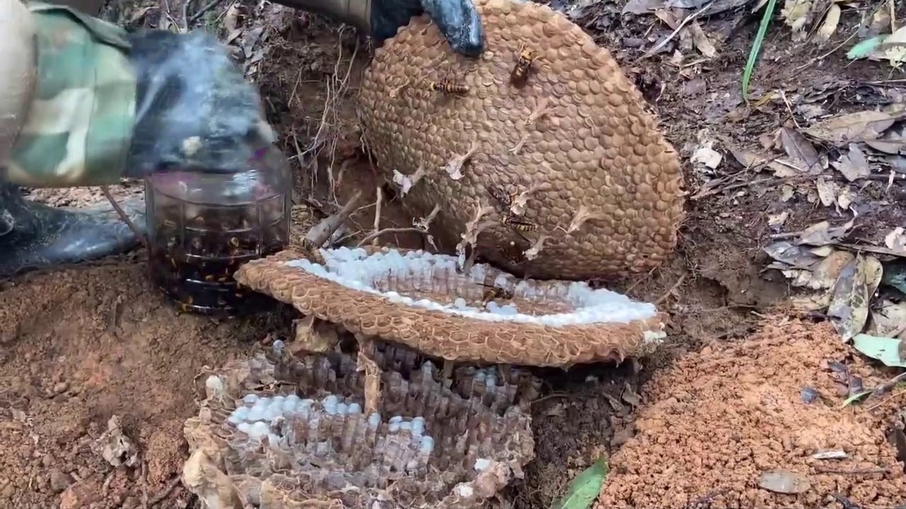 Il détruit un énorme nid de frelons asiatiques sous-terrain