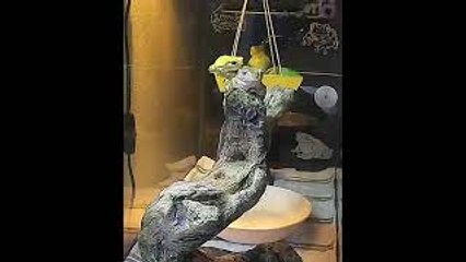 Frog Swing Goes Spinning