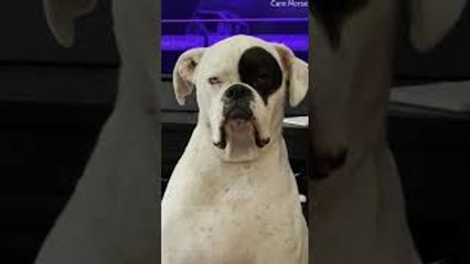 Tired Dog Gets Tiny Bit Judgmental