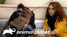 Las mascotas más queridas del refugio | Pit Bulls y Convictos | Animal Planet