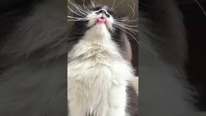 Back Scratching Makes Cat Mlem