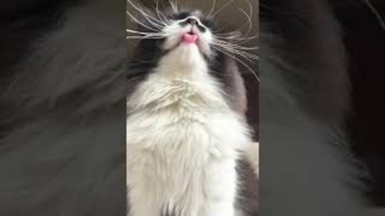 Back Scratching Makes Cat Mlem